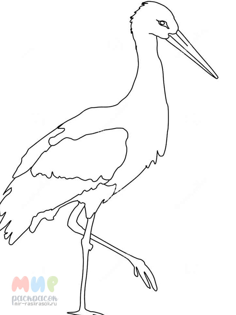 Раскраска аист. раскраска картинка аиста для раскрашивания, птица аист, скачать рисунок аиста