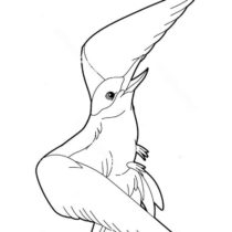 mir-raskrasok-albatros-1