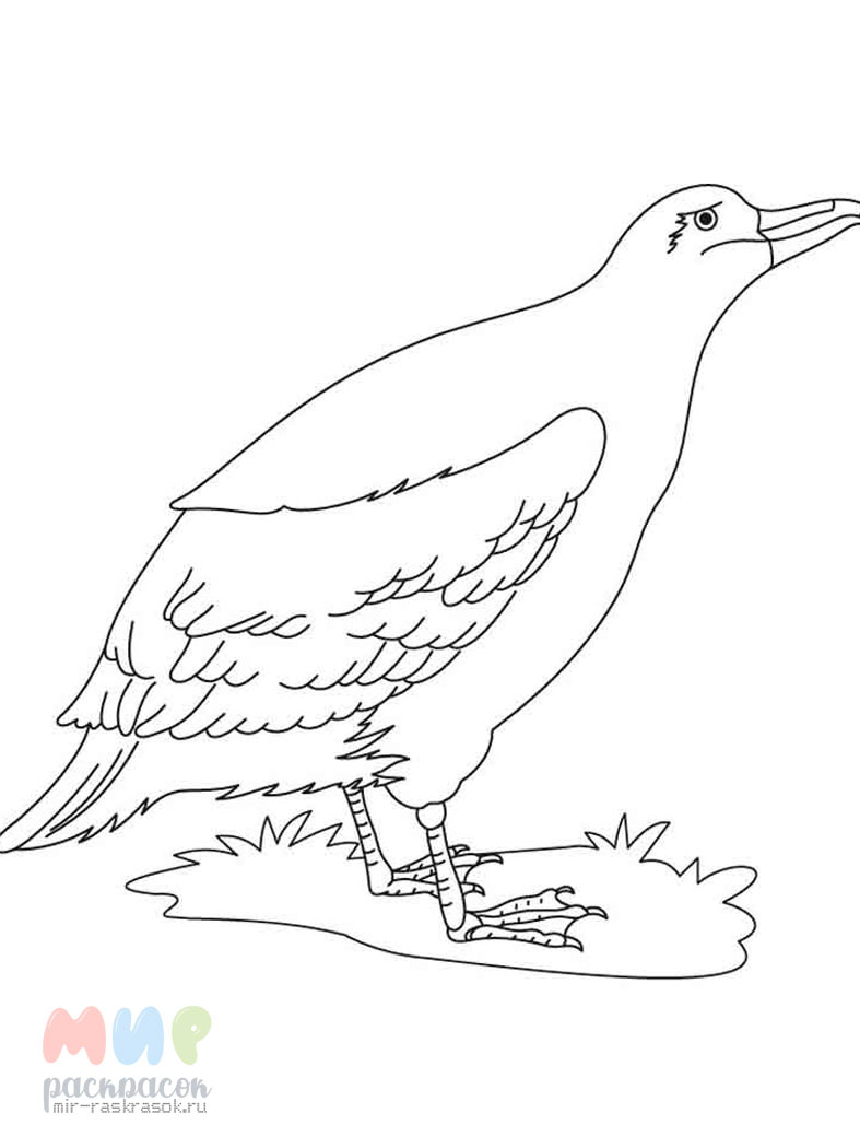 Альбатрос птица раскраска
