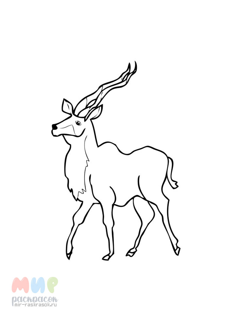 Раскраски антилопа (Животные) – Бесплатные раскраски для печати