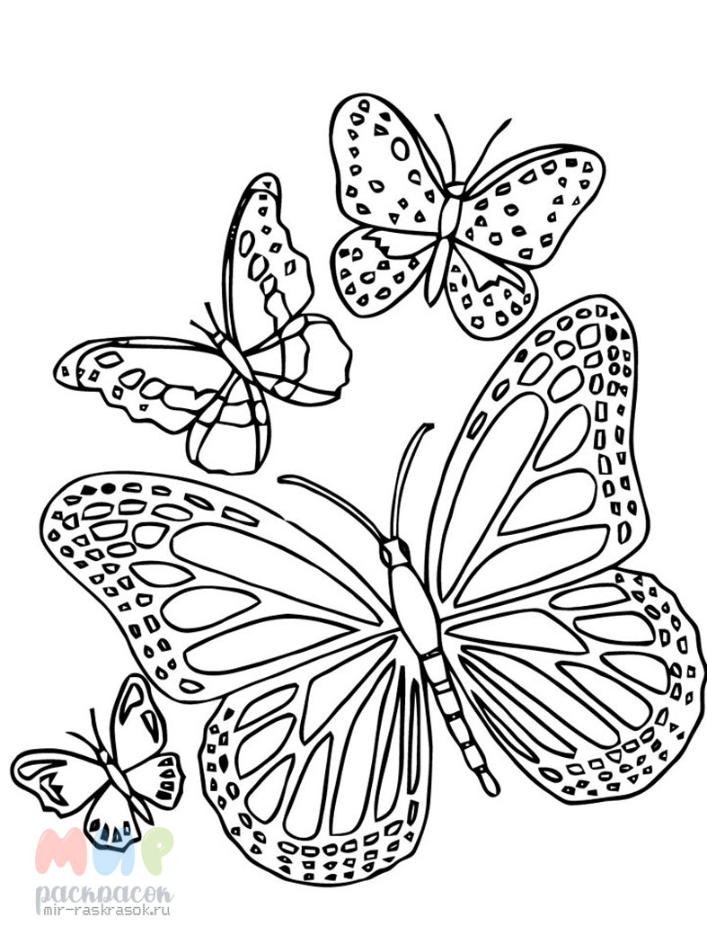 Бабочка Раскраска 2.5.1