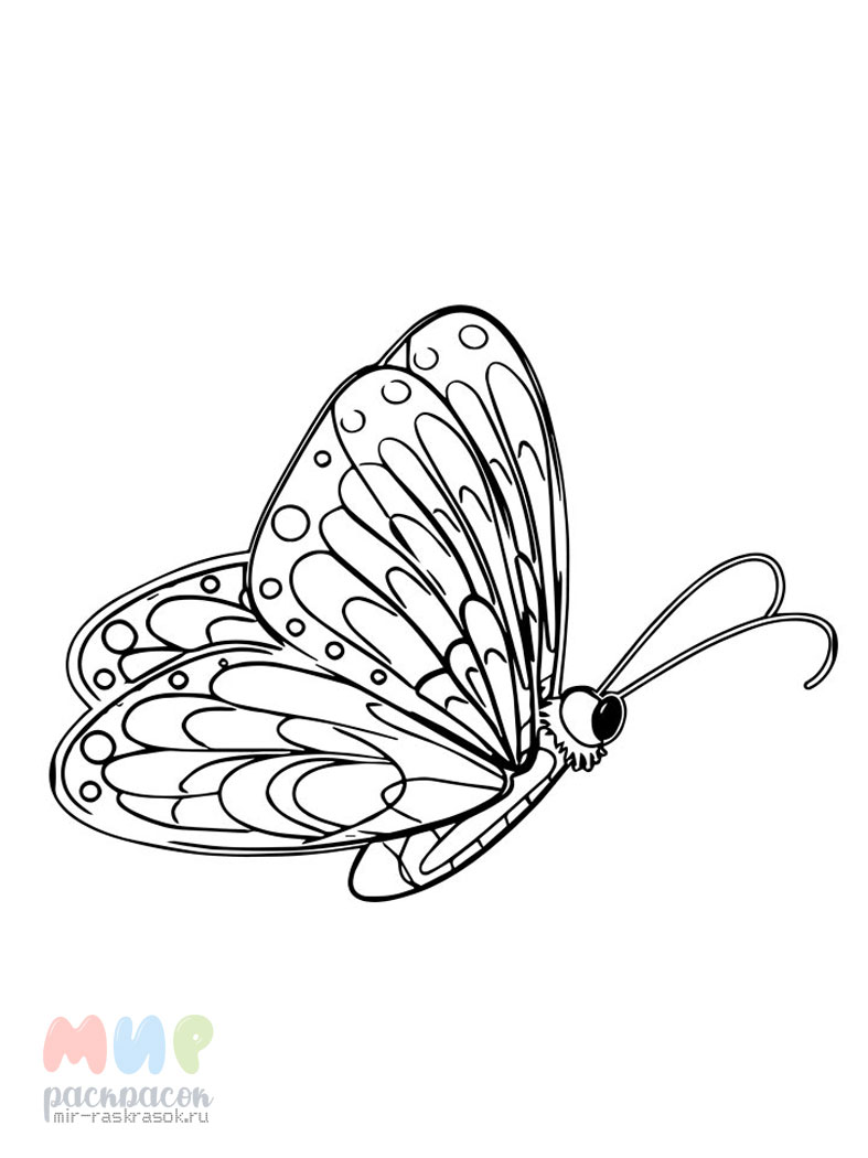 Раскраска 2 бабочки. Раскраска "бабочки". Бабочка раскраска для детей. Razkrazka babchki. Бабочка картинка для детей раскраска.