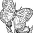 Картинка раскраски 3 - Раскраска Бабочка мимо пролетала.
