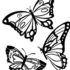 Картинка раскраски 4 - Раскраска Бабочка мимо пролетала.