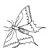 Картинка раскраски 5 - Раскраска Бабочка мимо пролетала.