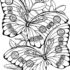 Картинка раскраски 6 - Раскраска Бабочка красавица.