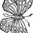 Картинка раскраски 10 - Раскраска Бабочка красавица.