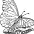 Картинка раскраски 7 - Раскраска Бабочка.