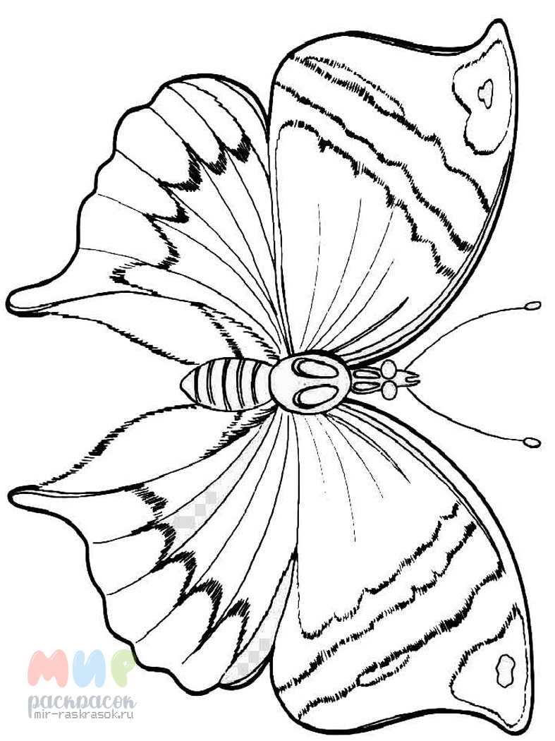 Бабочка раскраска для детей распечатать. Раскраска 