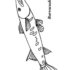 Картинка раскраски 6 - Раскраска Рыба Баракуда.