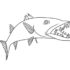 Картинка раскраски 8 - Раскраска Рыба Баракуда.