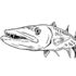 Картинка раскраски 11 - Раскраска Рыба Баракуда.