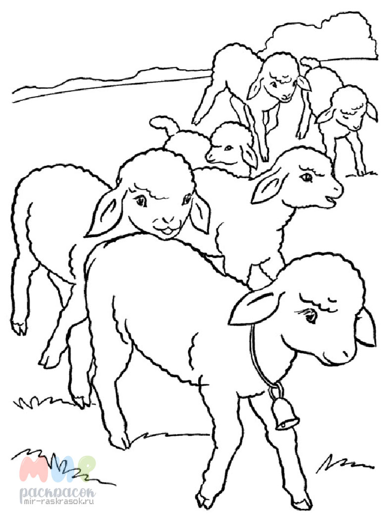 Рисуй и стирай. 5+ Колечки у овечки Многоразовая раскраска