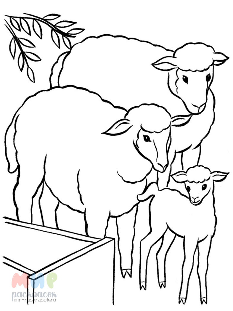Овца и ягненок. Картинка для раскрашивания