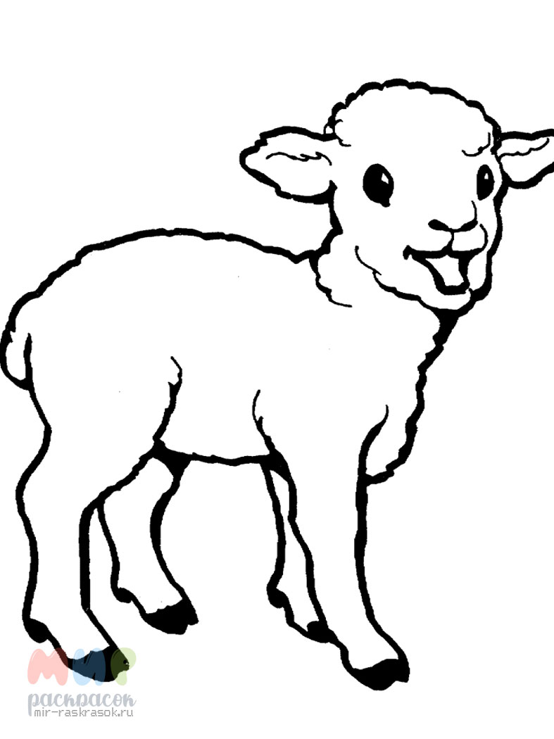 Раскраска Бараны: сильные и величественные для овец