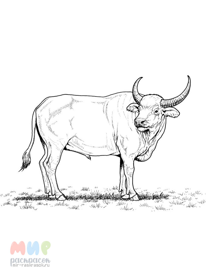 Рисование быка