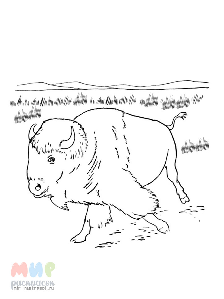 Bison | Coloring books for children 3, 4, 5, 6, 7, 8 years old: 1 coloring page