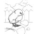 Картинка раскраски 3 - Раскраска Цыпленок.