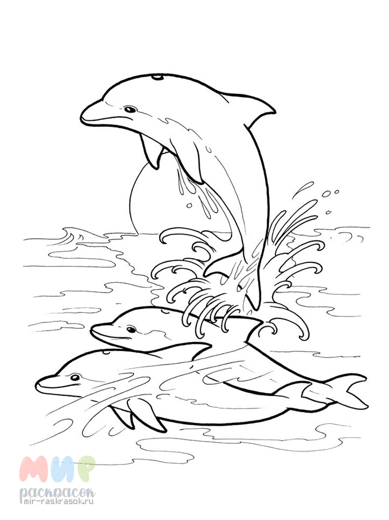 Раскраска дельфин — Все для детского сада