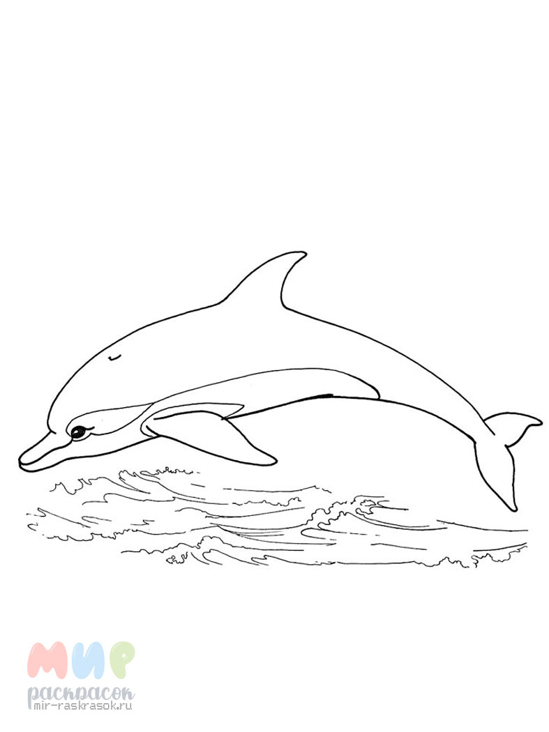 Дельфин — раскраска