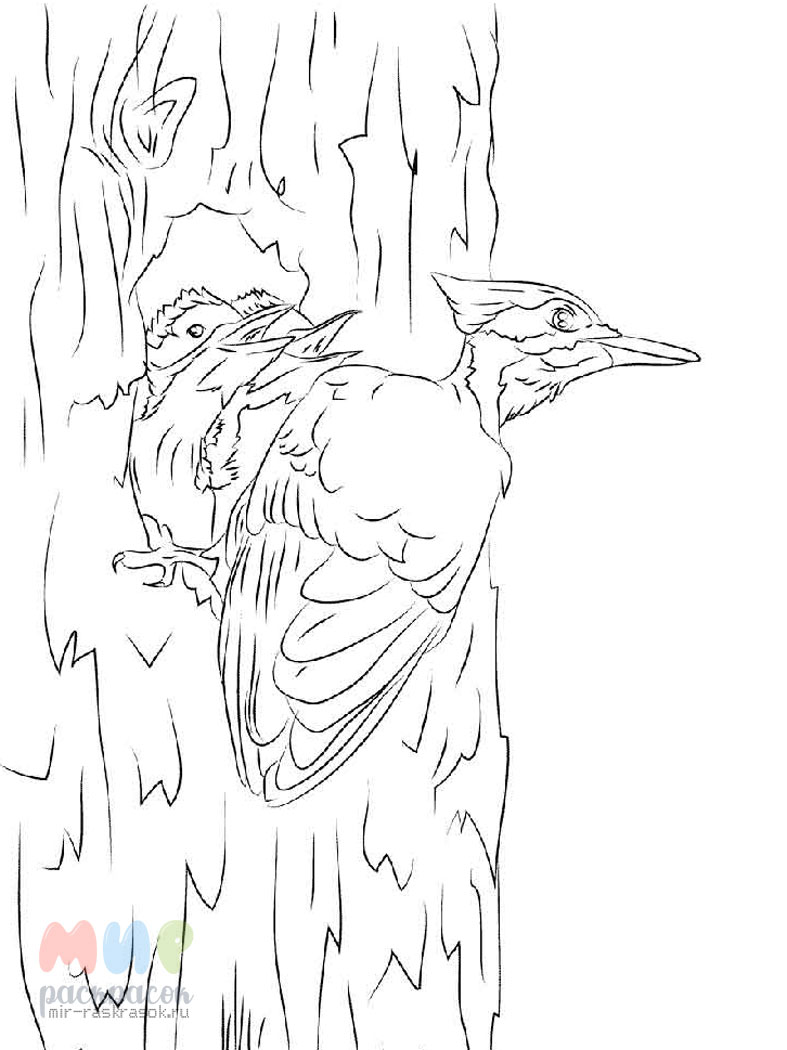 Раскраска Дятел на дереве – Математические картинки