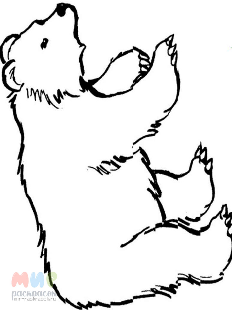 Медведь и волк раскраска для детей