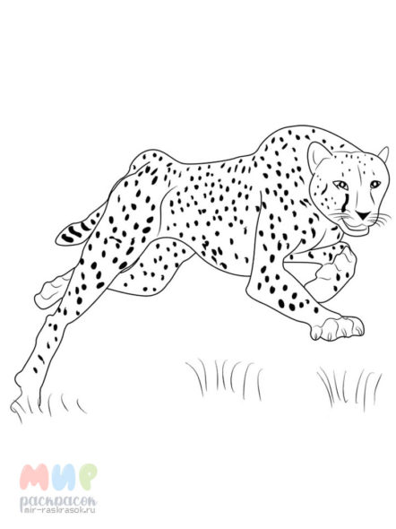 Раскраска Гепард быстрее ветра — Мир раскрасок
