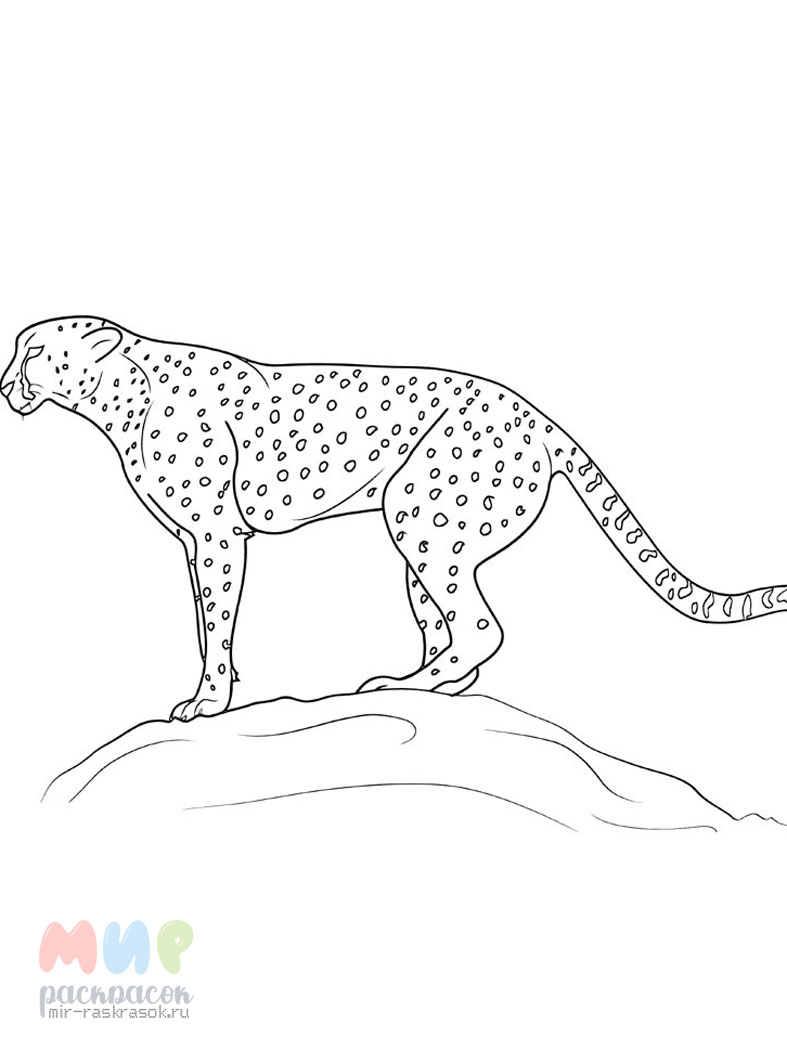 Раскраска гепард – Математические картинки
