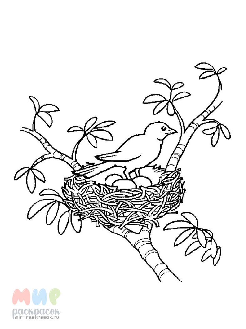 Гнездо с птичками раскраска - 53 фото