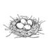 Картинка раскраски 4 - Раскраска Птичье гнездо Часть 1.