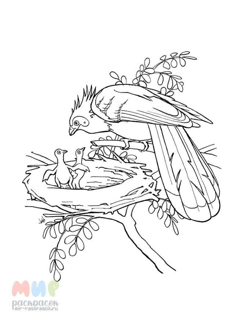 Раскраска птичье гнездо – Развивающие иллюстрации