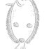 Картинка раскраски 6 - Раскраска Рыба Камбала.