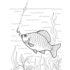 Картинка раскраски 2 - Раскраска Рыба Карась.