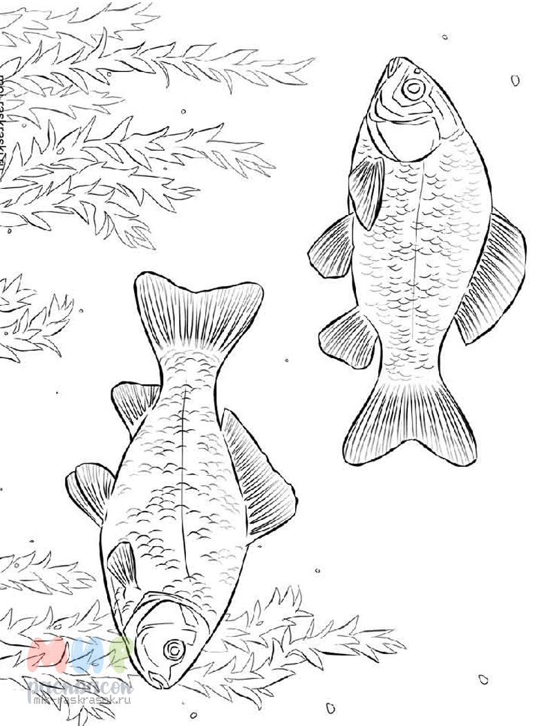 Раскраска рыба для малышей – Развивающие иллюстрации
