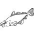 Картинка раскраски 3 - Раскраска Рыба Карп.