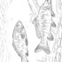 Картинка раскраски 5 - Раскраска Рыба Карп.