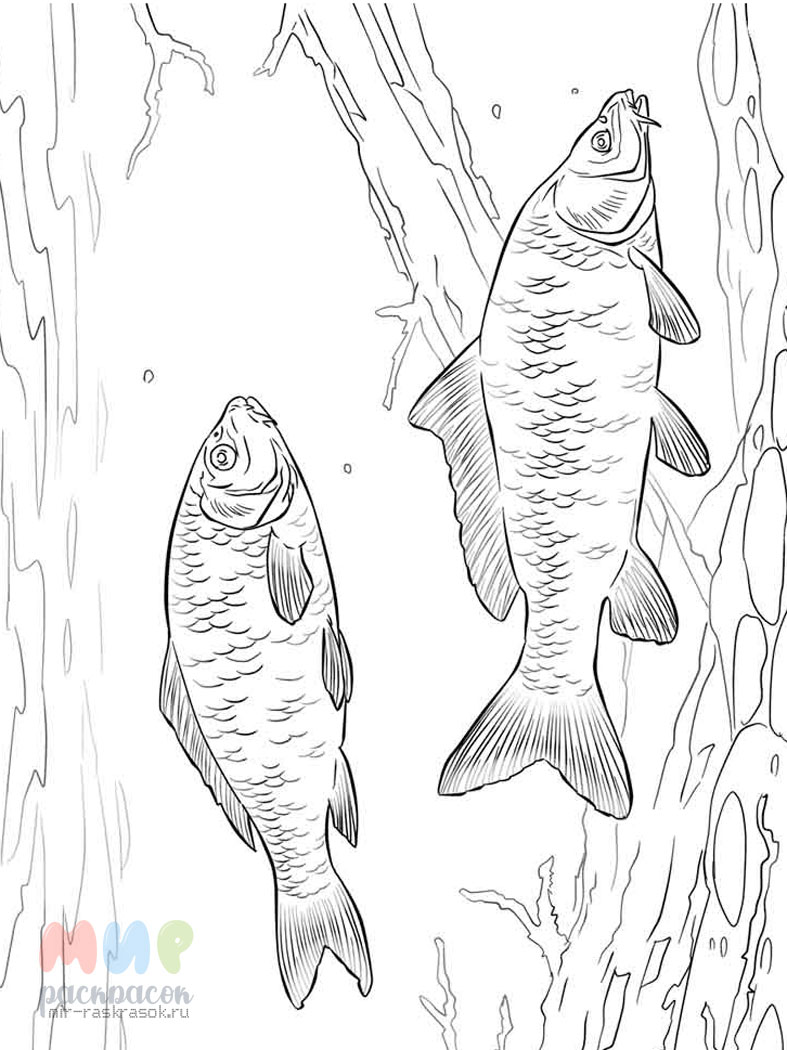 Раскраска Пресноводные рыбы