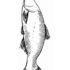 Картинка раскраски 6 - Раскраска Рыба Карп.