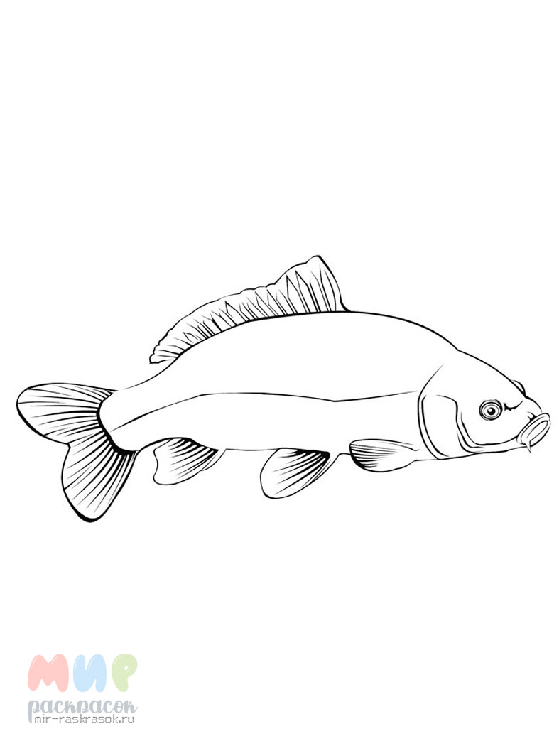 Раскраска рыба Карп