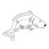 Картинка раскраски 9 - Раскраска Рыба Карп.
