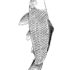 Картинка раскраски 12 - Раскраска Рыба Карп.