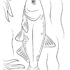 Картинка раскраски 13 - Раскраска Рыба Карп.