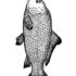 Картинка раскраски 14 - Раскраска Рыба Карп.