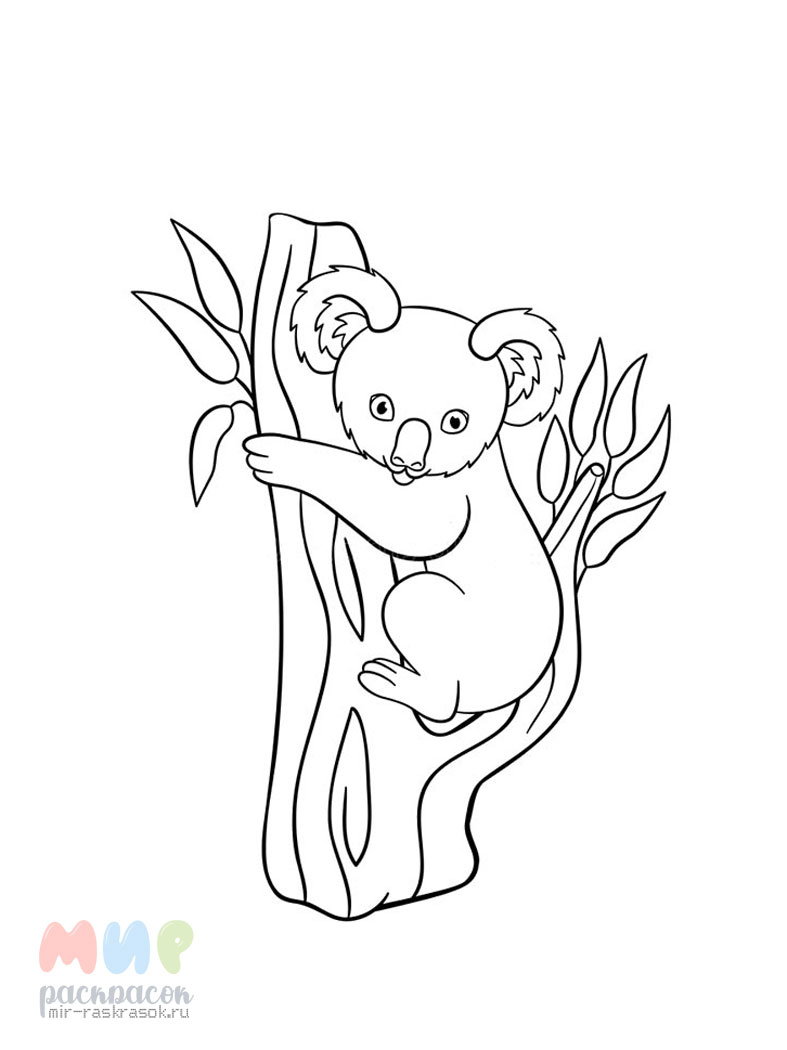 Раскраска для детей коала 6 лет