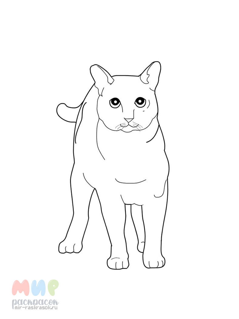 Кот раскраска: векторные изображения и иллюстрации, которые можно скачать бесплатно | Freepik