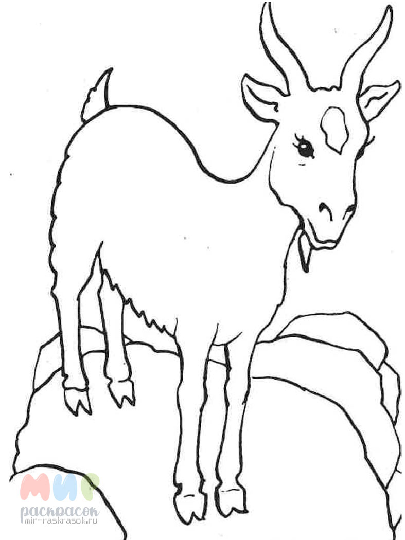 Раскраска Рогатая коза