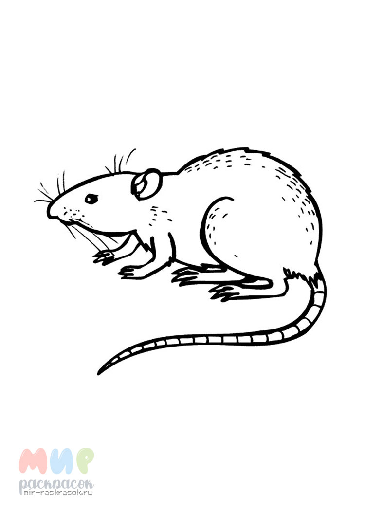 Легкая раскраска крысы для детей