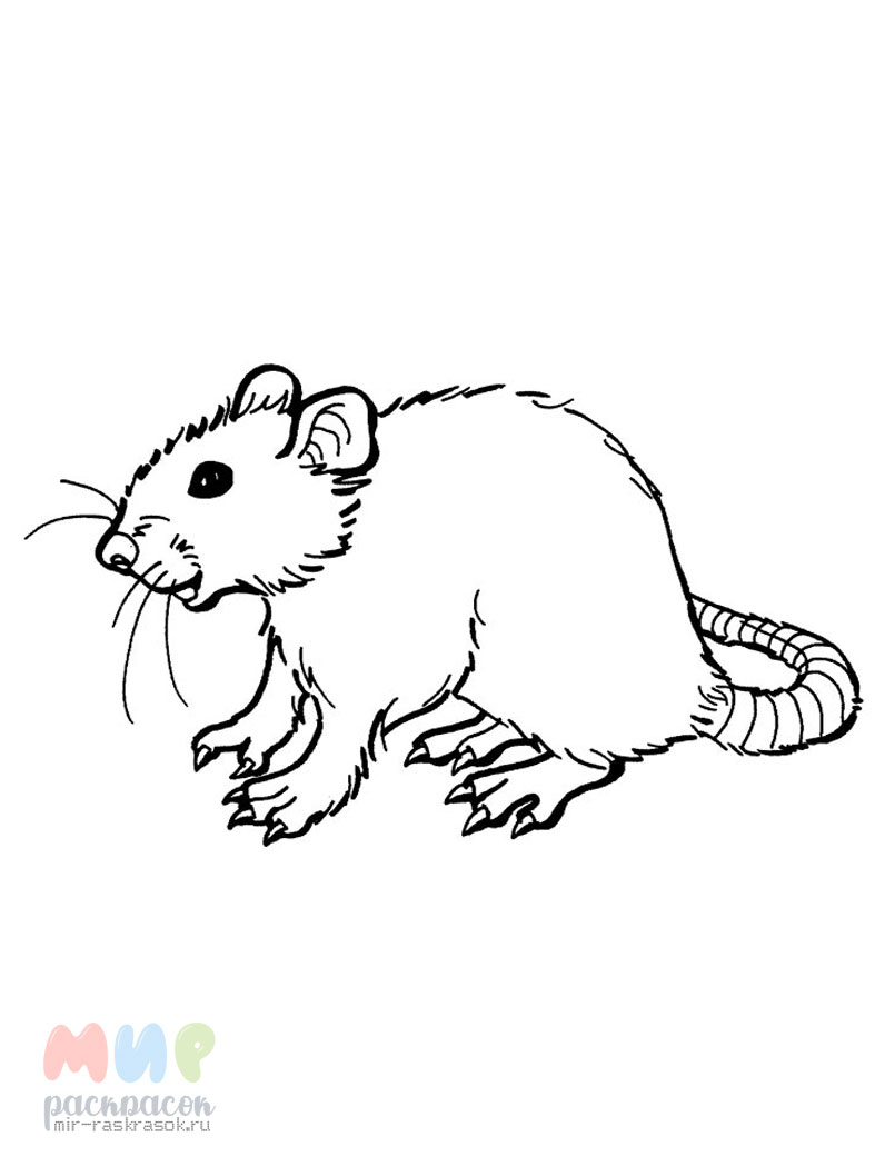 Раскраски крыса, мышь и тыквы а4 для детей и взрослых
