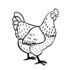Картинка раскраски 2 - Раскраска Курица то не курица.