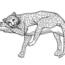 mir-raskrasok-leopard-1